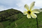 73 Narciso con vista in cima Canto Alto